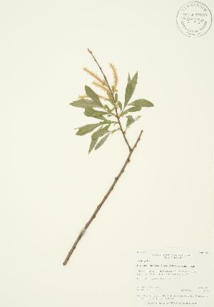  (Salix alba - AP375)  @11 [ ] Unspecified (default): All Rights Reserved  Unspecified Unspecified