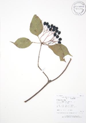  ( - AP315)  @11 [ ] Copyright (2009) Steven Newmaster University of Guelph BIO Herbarium