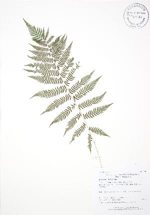  ( - AP332)  @11 [ ] Copyright (2009) Steven Newmaster University of Guelph BIO Herbarium