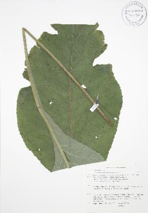  ( - AP382)  @11 [ ] Copyright (2009) Steven Newmaster University of Guelph BIO Herbarium