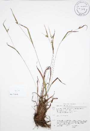  (Carex granularis - AP206)  @11 [ ] Unspecified (default): All Rights Reserved  Unspecified Unspecified