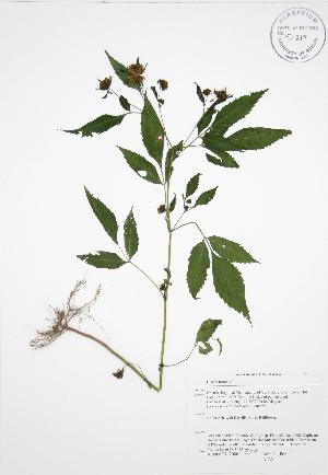  ( - AP331)  @11 [ ] Copyright (2009) Steven Newmaster University of Guelph BIO Herbarium