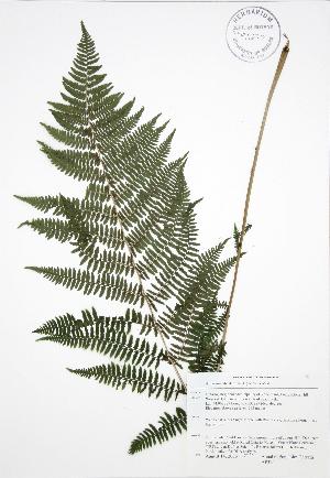  ( - AP325)  @11 [ ] Copyright (2009) Steven Newmaster University of Guelph BIO Herbarium