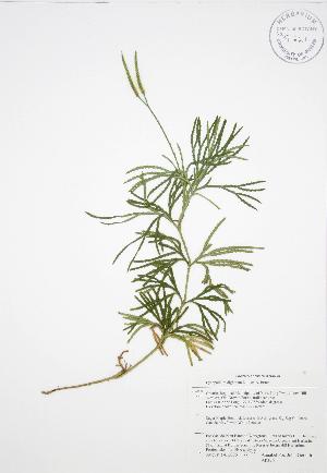 ( - AP326)  @11 [ ] Copyright (2009) Steven Newmaster University of Guelph BIO Herbarium
