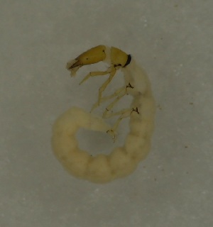  ( - 17KT121)  @11 [ ] CreativeCommons - Attribution (2017) Kitiya Thawarorit PNU Thailand