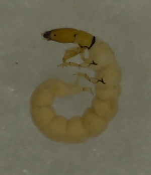  ( - 17KT124)  @11 [ ] CreativeCommons - Attribution (2017) Kitiya Thawarorit PNU Thailand