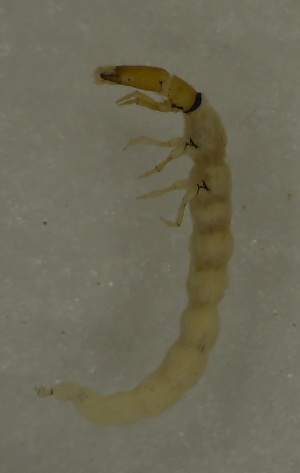  ( - 17KT125)  @11 [ ] CreativeCommons - Attribution (2017) Kitiya Thawarorit PNU Thailand