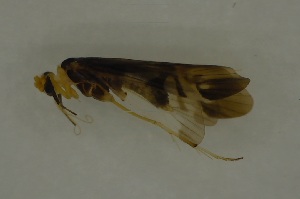  ( - 17KT221)  @11 [ ] CreativeCommons - Attribution (2017) Kitiya Thawarorit PNU Thailand
