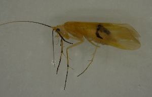  ( - 17KT227)  @11 [ ] CreativeCommons - Attribution (2017) Kitiya Thawarorit PNU Thailand