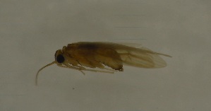  ( - 17KT259)  @11 [ ] CreativeCommons - Attribution (2017) Kitiya Thawarorit PNU Thailand