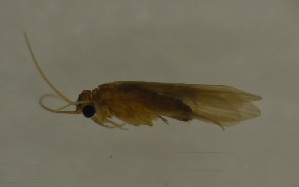  ( - 17KT260)  @11 [ ] CreativeCommons - Attribution (2017) Kitiya Thawarorit PNU Thailand