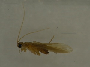  ( - 17KT264)  @11 [ ] CreativeCommons - Attribution (2017) Kitiya Thawarorit PNU Thailand