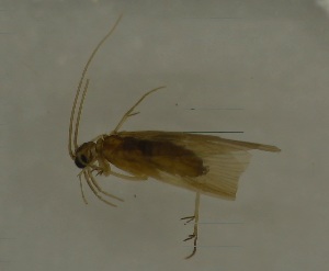  ( - 17KT266)  @11 [ ] CreativeCommons - Attribution (2017) Kitiya Thawarorit PNU Thailand