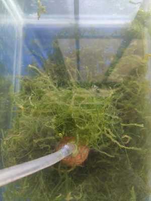  ( - RUG01)  @11 [ ] Copyright (2025) Unspecified Khulna University