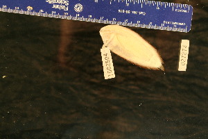  (Pseudaesopia - KUT 2504)  @11 [ ] CreativeCommons - Attribution (2025) Unspecified University of Kansas, Biodiversity Institute