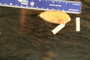  ( - KUT 2504)  @11 [ ] CreativeCommons - Attribution (2025) Unspecified University of Kansas, Biodiversity Institute