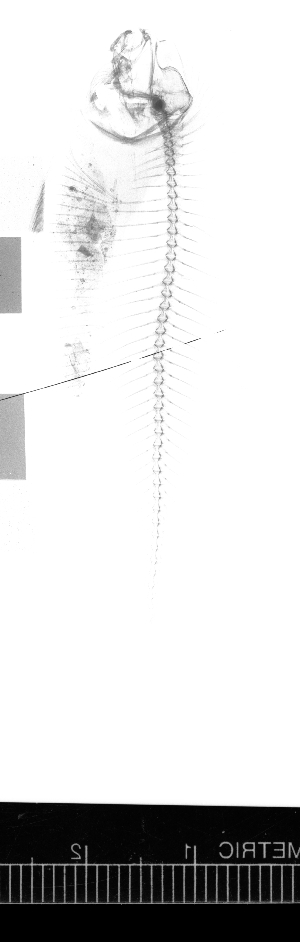  ( - KUT 2504)  @11 [ ] CreativeCommons - Attribution (2025) Unspecified University of Kansas, Biodiversity Institute