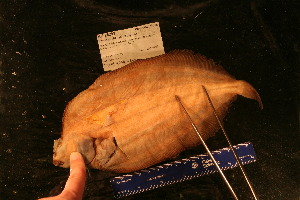  ( - KUT 2269)  @11 [ ] CreativeCommons - Attribution (2025) Unspecified University of Kansas, Biodiversity Institute