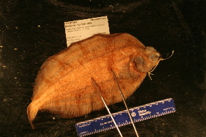  ( - KUT 2269)  @11 [ ] CreativeCommons - Attribution (2025) Unspecified University of Kansas, Biodiversity Institute