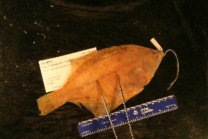  ( - KUT 365)  @11 [ ] CreativeCommons - Attribution (2025) Unspecified University of Kansas, Biodiversity Institute