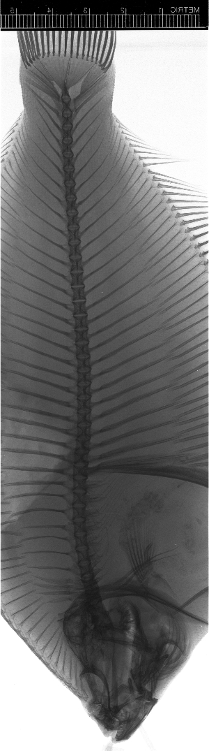  ( - KUT 365)  @11 [ ] CreativeCommons - Attribution (2025) Unspecified University of Kansas, Biodiversity Institute