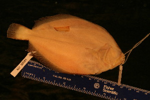  ( - KUT 5205)  @11 [ ] CreativeCommons - Attribution (2025) Unspecified University of Kansas, Biodiversity Institute