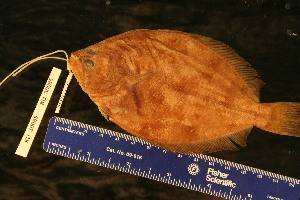  ( - KUT 5205)  @11 [ ] CreativeCommons - Attribution (2025) Unspecified University of Kansas, Biodiversity Institute