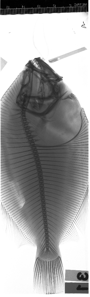  ( - KUT 5205)  @11 [ ] CreativeCommons - Attribution (2025) Unspecified University of Kansas, Biodiversity Institute