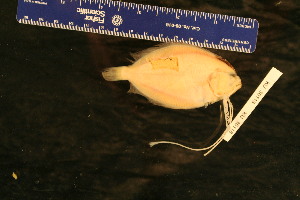  ( - KUT 5129)  @11 [ ] CreativeCommons - Attribution (2025) Unspecified University of Kansas, Biodiversity Institute