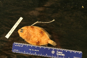  ( - KUT 5129)  @11 [ ] CreativeCommons - Attribution (2025) Unspecified University of Kansas, Biodiversity Institute