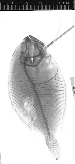  ( - KUT 5129)  @11 [ ] CreativeCommons - Attribution (2025) Unspecified University of Kansas, Biodiversity Institute