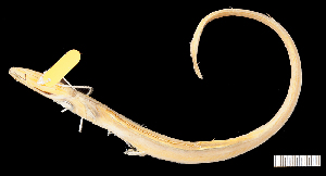  ( - KUT 3557)  @11 [ ] CreativeCommons - Attribution (2025) Unspecified Museum of Comparative Zoology, Harvard University