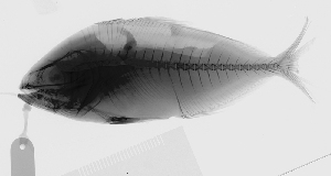  (Seriola fasciata - KUT 5323)  @11 [ ] CreativeCommons - Attribution (2025) Unspecified Museum of Comparative Zoology, Harvard University