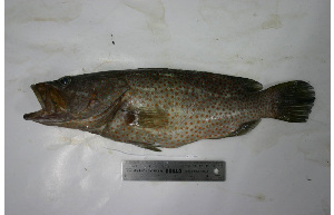  ( - KUT 7002)  @11 [ ] CreativeCommons - Attribution (2025) Unspecified University of Kansas, Biodiversity Institute