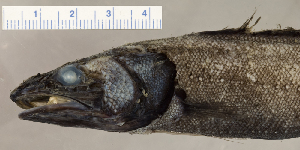  ( - KUT 8427)  @11 [ ] CreativeCommons - Attribution (2025) Unspecified Museum of Comparative Zoology, Harvard University