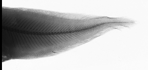  ( - KUT 8473)  @11 [ ] CreativeCommons - Attribution (2025) Unspecified Museum of Comparative Zoology, Harvard University