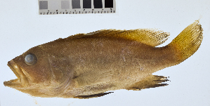  ( - KUT 1142)  @11 [ ] CreativeCommons - Attribution (2025) Unspecified University of Kansas, Biodiversity Institute