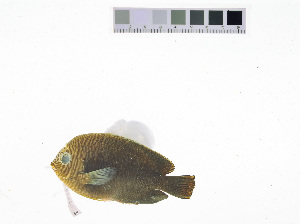  ( - KUT 1815)  @11 [ ] CreativeCommons - Attribution (2025) Unspecified University of Kansas, Biodiversity Institute