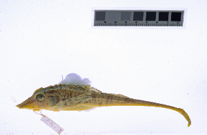  ( - KUT 2356)  @11 [ ] CreativeCommons - Attribution (2025) Unspecified University of Kansas, Biodiversity Institute