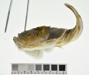  (Kathetostoma - KUT 499)  @11 [ ] CreativeCommons - Attribution (2025) Unspecified University of Kansas, Biodiversity Institute