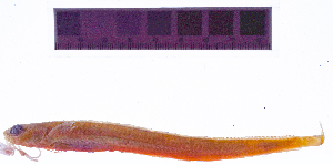  ( - KUT 3206)  @11 [ ] CreativeCommons - Attribution (2025) Unspecified University of Kansas, Biodiversity Institute