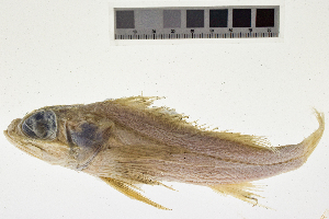  ( - KUT 2406)  @11 [ ] CreativeCommons - Attribution (2025) Unspecified University of Kansas, Biodiversity Institute