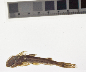  (Glyptothorax gracilis - KUT 1953)  @11 [ ] CreativeCommons - Attribution (2025) Unspecified University of Kansas, Biodiversity Institute