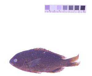  ( - KUT 4982)  @11 [ ] CreativeCommons - Attribution (2025) Unspecified University of Kansas, Biodiversity Institute