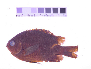  (Chromis alta - KUT 4983)  @11 [ ] CreativeCommons - Attribution (2025) Unspecified University of Kansas, Biodiversity Institute