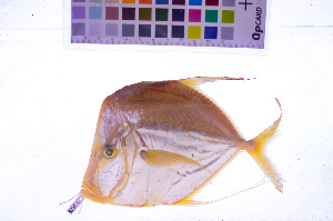  ( - KUT 3905)  @11 [ ] CreativeCommons - Attribution (2025) Unspecified University of Kansas, Biodiversity Institute