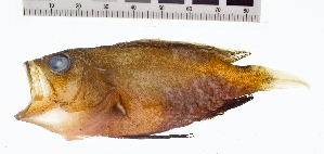  ( - KUT 5184)  @11 [ ] CreativeCommons - Attribution (2025) Unspecified University of Kansas, Biodiversity Institute