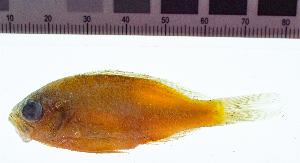  ( - KUT 5214)  @11 [ ] CreativeCommons - Attribution (2025) Unspecified University of Kansas, Biodiversity Institute