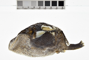  ( - KUT 4087)  @11 [ ] CreativeCommons - Attribution (2025) Unspecified University of Kansas, Biodiversity Institute