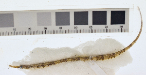  ( - KUT 5987)  @11 [ ] CreativeCommons - Attribution (2025) Unspecified University of Kansas, Biodiversity Institute